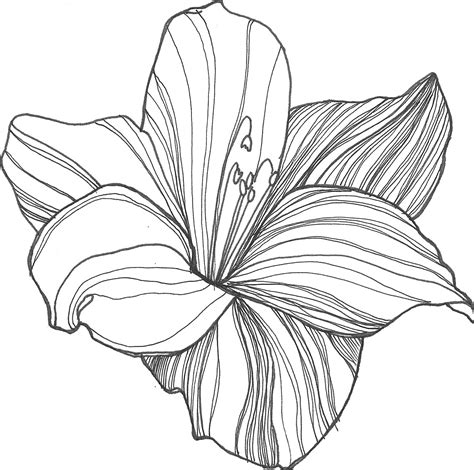 line drawings of flowers